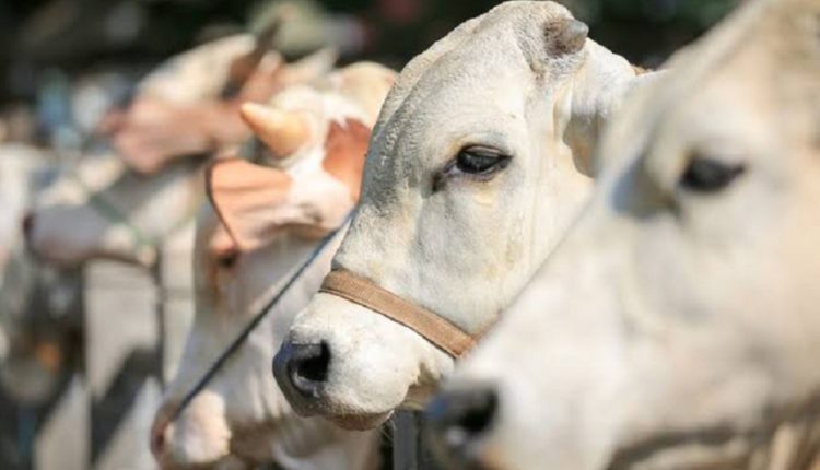 Arsip. Sapi kurban. (ist)