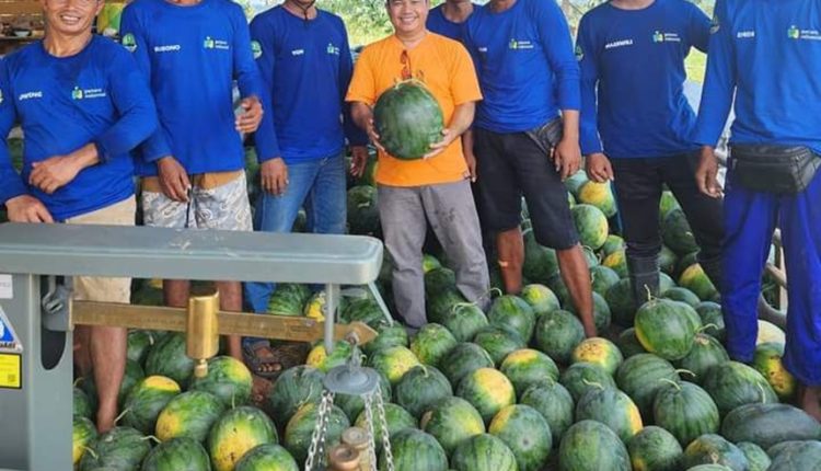 Generasi milenial Kota Bangun 2 panen semangka. Foto : Istimewa