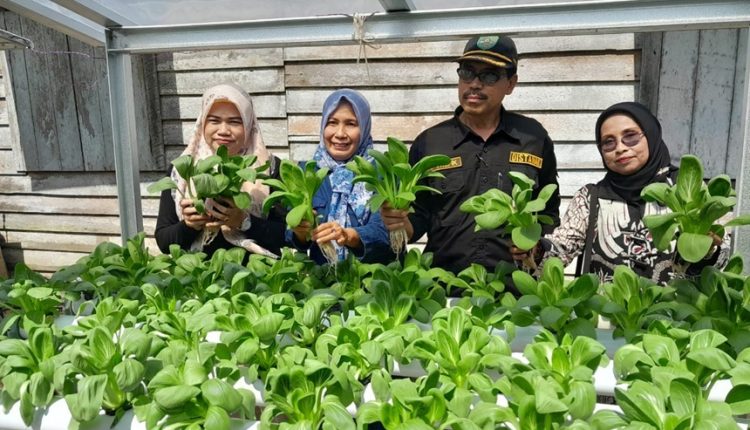 Taufik panen hidroponik